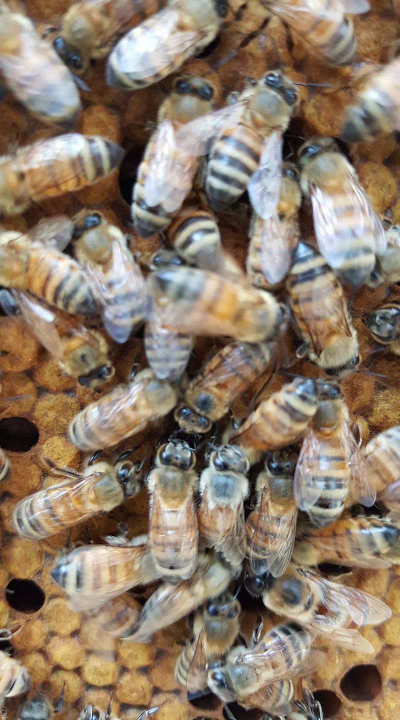 Mandarin Orange Honey