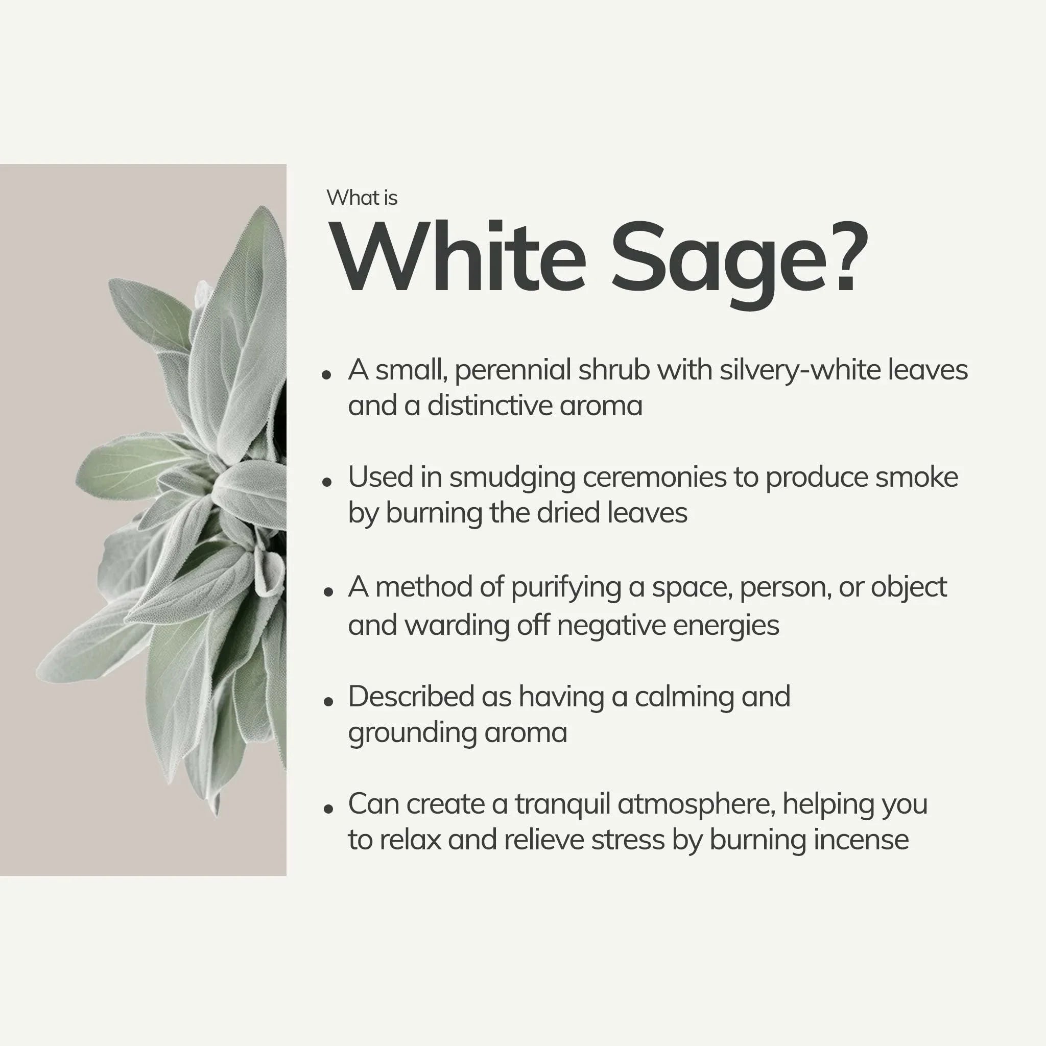 Organic White Sage Smudge Stick - Medium